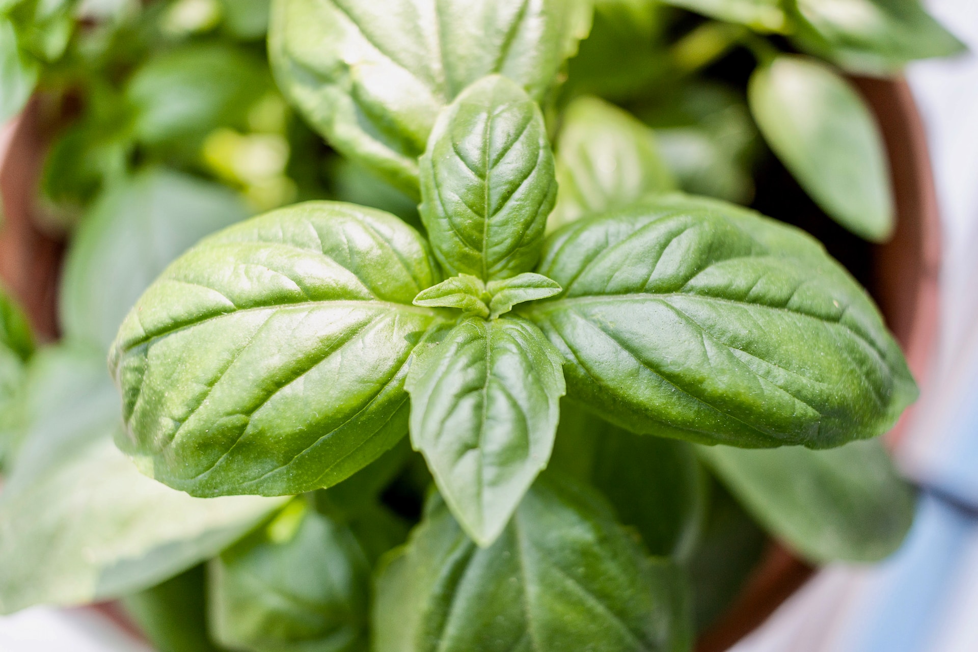 Reasons to Use Basil Benefits and Culinary Uses